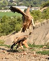 Autour d'une carcasse les joutes entre les vautours fauves sont nombreuses et parfois violentes (Gyps fulvus, Espagne). altercation entre vautours fauves 