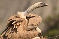 Posture d'intimidation d'un vautour fauve (Gyps fulvus, Espagne). posture d'intimidation d'un vautour fauve 