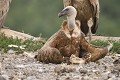 Après s'être gavé le vautour fauve se repose et digère tranquillement (Gyps fulvus, Espagne). pose d'un vautour fauve 