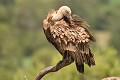 Petite séance de toilettage d'un vautour fauve (Gyps fulvus, Espagne). toilettage du vautour fauve 