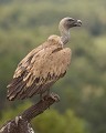 Après un repas copieux le vautour fauve se repose et digère tranquillement (Gyps fulvus, Espagne). vautour fauve sur perchoir 