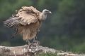 Vautour fauve au plumage ébouriffé (Gyps fulvus, Espagne). Vautour fauve au plumage ébouriffé 