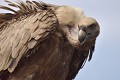 Le bec puissant du vautour fauve est capable de déchiqueter n'importe qu'elle charogne (Gyps fulvus, Espagne). portrait du vautour fauve 