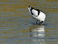 Avocette élégante (Gironde, France) Avocette élégante la tête sous l'eau 