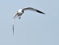 Avocette élégante (Vendée, France) Avocette élégante en vol 