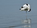 Avocette élégante  (Vendée, France) Toilettage de l'Avocette élégante 