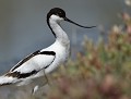 Avocette élégante Avocette élégante 