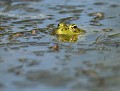 Grenouille rieuse (Vendée, France) Grenouille rieuse en vendée 