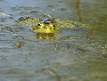 Grenouille rieuse (Vendée, France) Grenouille rieuse 