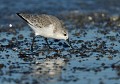 Bécasseau sanderling recherchant sa pitance (Finistère)  