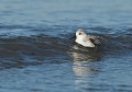 Bécasseau sanderling au toilettage  (Finistère) toilettage du Bécasseau sanderling 