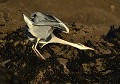 Héron cendré (Finistère) Héron cendré au plumage ébouriffé 