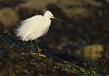 Aigrette garzette (Finistère) Aigrette garzette (Finistère) 