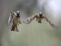 Moineaux domestiques (Passer domesticus) Moineaux domestiques en vol 