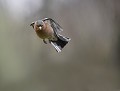 Pinson des arbres mâle (Fringilla coelebs, Bretagne, France) Pinson des arbres mâle en vol 