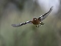 Pinson des arbres mâle (Fringilla coelebs, Bretagne, France) Pinson des arbres mâle en vol 