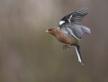 Pinson des arbres mâle (Fringilla coelebs, Bretagne, France) Pinson des arbres mâle en vol 