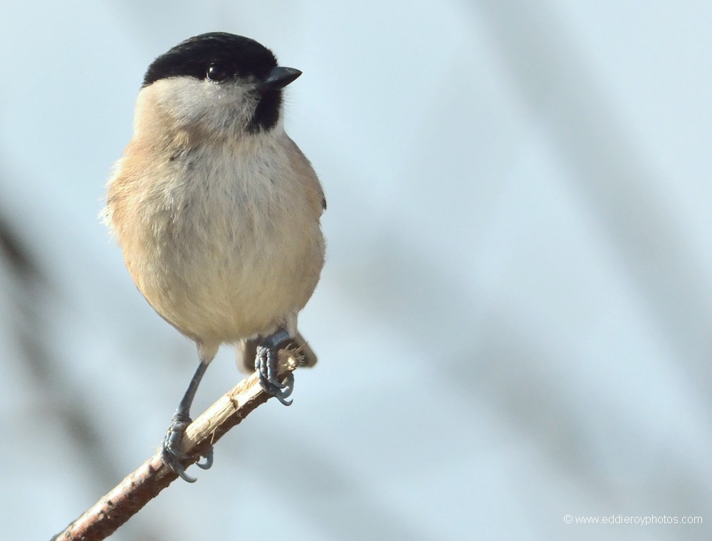 Mésange nonnette