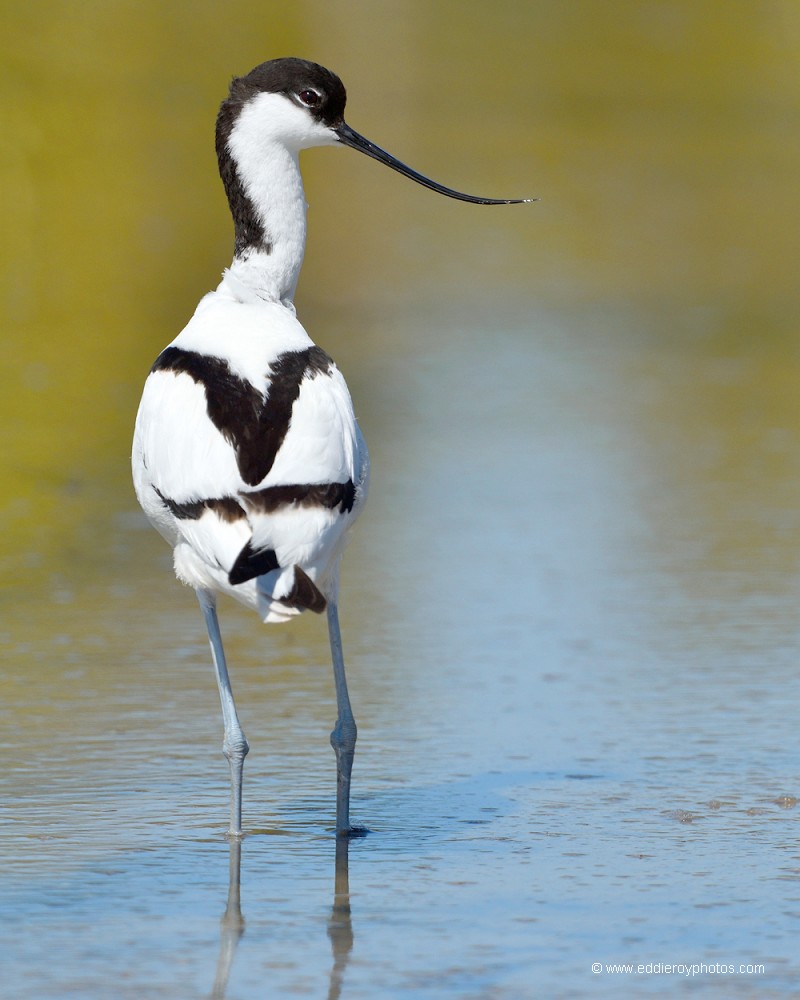 Avocette élégante