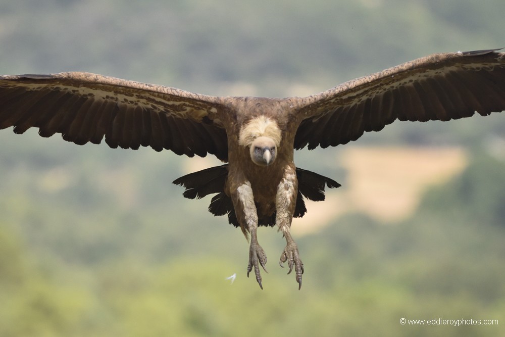 Vautour fauve