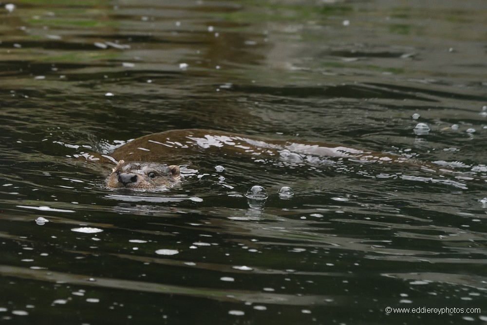 Loutre d'Europe